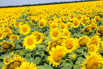 sunflowers