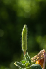 A hairy flower bud