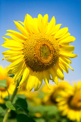 Fototapeta premium sunflowers