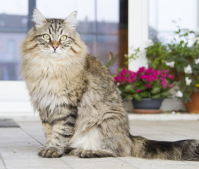 brown cat in the garden