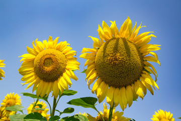 sunflowers