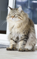 brown cat in the garden