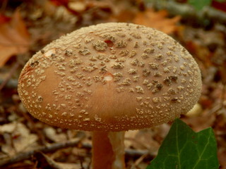 Close up of Amanita Rubescens also known as The Blusher, showing a convex cap covered in warts.