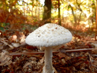 Amanita citrina var. Alba (False Death Cap)growing in leaf litter on the forest floor