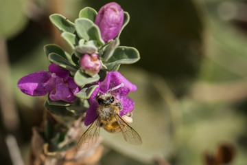 A honeybee covered with pollen on purple flowers 