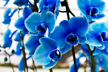 Beautiful blue orchid on flower show. Flower in a pot