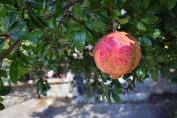 Pomegranate on a branch