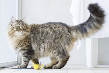 brown long haired cat with a toy