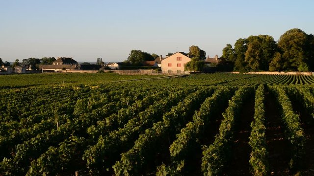 Pommard and its Vineyards in Cote de Beaune, France Europe 