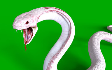 Fototapeta premium 3d Albino king cobra snake isolated on green background, snake attack, king cobra