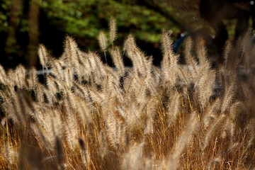 Wheat