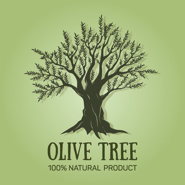 Hand drawn graphic olive tree. Vector illustration. Olive tree logo design used for advertising olives, olive oil, natural olive products premium quality.