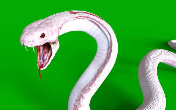 3d Albino king cobra snake isolated on green background, snake attack, king cobra