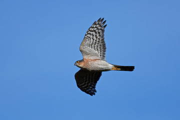 Eurasian sparrowhawk (Accipiter nisus)