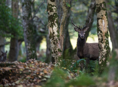 Young red deer in the forest