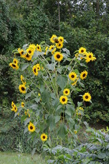 Großer hoher Busch mit vielen Blüten der Sonnenblume 