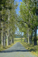 Road in Romania with trees