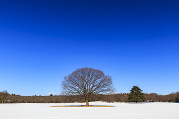 雪原のけやきともみの木