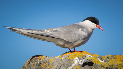 Arctic tern (Sterna paradisaea) in Iceland.