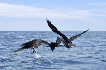 Pelicans Fishing at Galapagos Coast