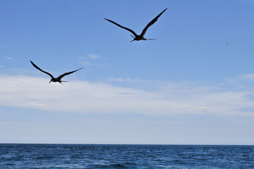 Fototapeta na wymiar Pelicans Flying at Galapagos Coast