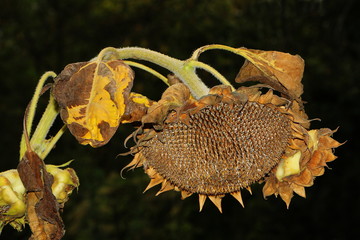 Nahaufnahme einer einzelnen verwelkten Blüte einer Sonnenblume, Helianthus annuus 