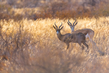 Impala Antilopen in der Kalahari, Namibia