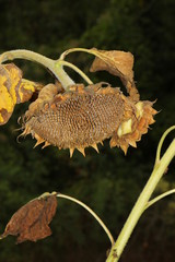 Nahaufnahme einer einzelnen verwelkten Blüte einer Sonnenblume, Helianthus annuus 