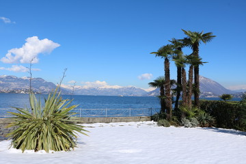 Palm trees in the snow, winter in Stresa at Lake Maggiore, Piedmont Italy