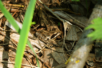 Brown frog in the leaves