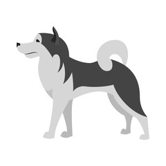 Alaskan malamute dog breed flat