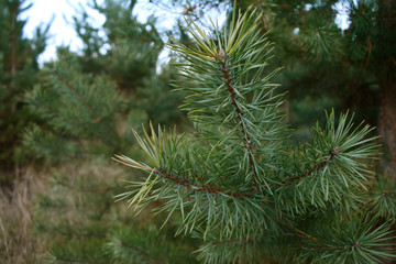 Pine branch in autumn forest.