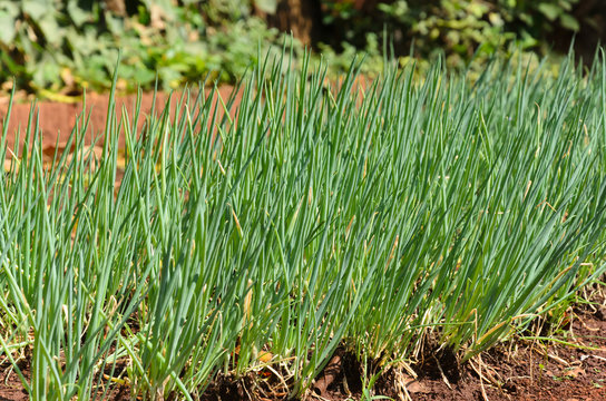 closeup de uma pequena planta&ccedil;&atilde;o de cebolinha  no interior de S&atilde;o Pqaulo