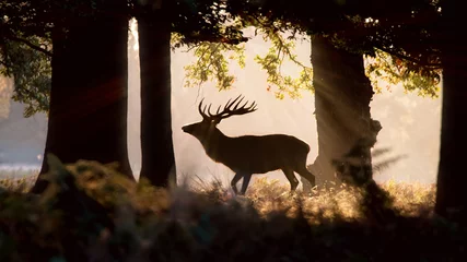 Papier Peint photo Cerf Wild Deer Forest Silhouette. Morning Sunlight