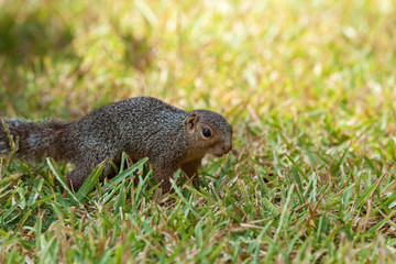 Fototapeta premium European ground squirrel.