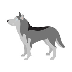 Siberian husky dog breed