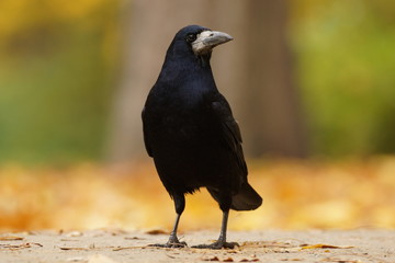 Gawron (Corvus frugilegus)