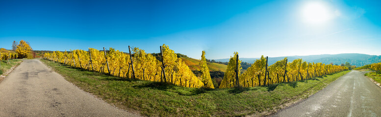 Panorama Weinberg im Herbst mit gelben Laubhttps://de.fotolia.com/Contributor/Indexing