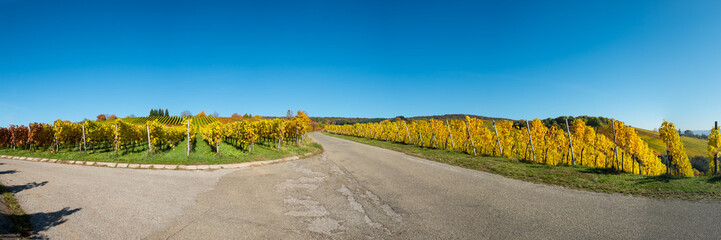 Panorama Weinberg im Herbst mit Laub gelb