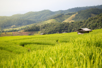 rice field scenery in Thailand