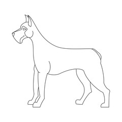 Fototapeta premium Great dane dog