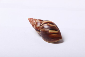 giant snail Achatina on white background