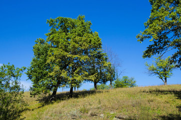 Деревья на вершине горы.