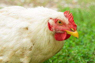 White cock on the street