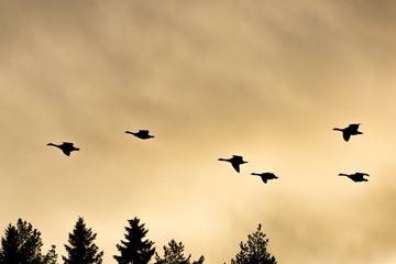 Canada Geese Flying