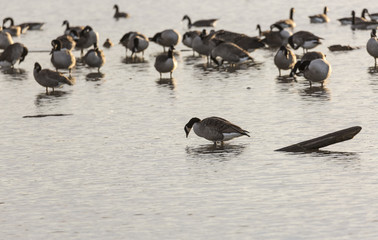 Flock of Canada Geese in Water