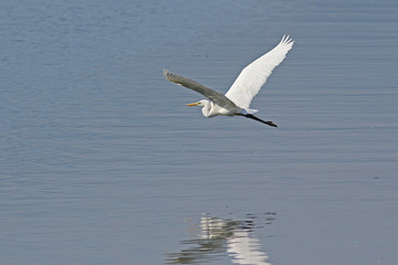 White great egret, egretta alba, in low flight above water with reflections