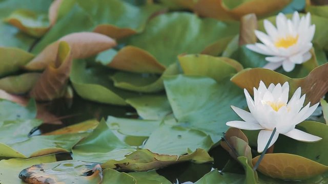 Water lily lat. Nympha panorama