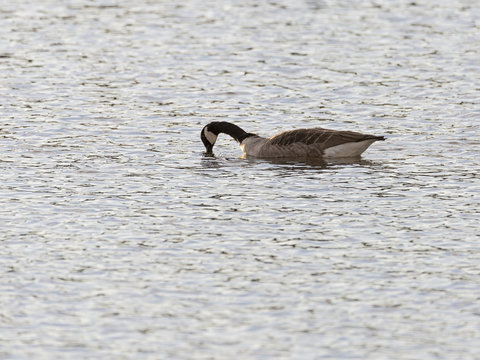 Canada Goose Hunting for Food