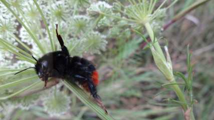 Bee5